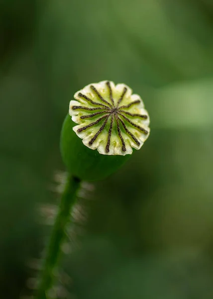 Mohnschote Ansicht Von Oben Nahaufnahme Natürlicher Grüner Hintergrund Makrofotografie — Stockfoto