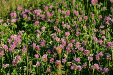 Trifolium pratense. Vahşi Kırmızı Yılan Çayırı, yakın plan..