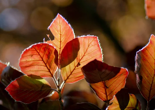 Медный Бук Fagus Atica Purpurea Листья Изолированы Закрыты Макрос Детали — стоковое фото