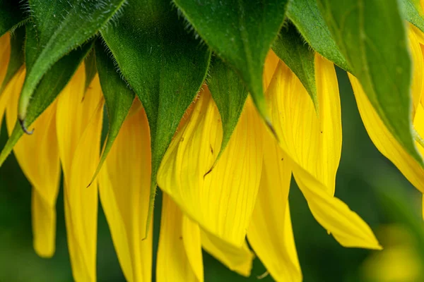 Sunflower Yellow Petals Green Leaves Close — Stock Photo, Image