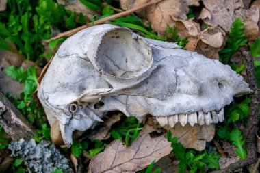 Ormanda yerde yatan bilinmeyen bir hayvanın kafatası..