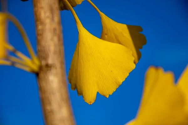 Gelbe Blätter Eines Ginkgo Biloba Baumes Herbst Maidenhaarbaum Ginkgophyta Blauer — Stockfoto