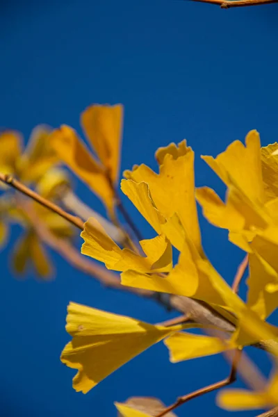 Gelbe Blätter Eines Ginkgo Biloba Baumes Herbst Maidenhaarbaum Ginkgophyta Blauer — Stockfoto