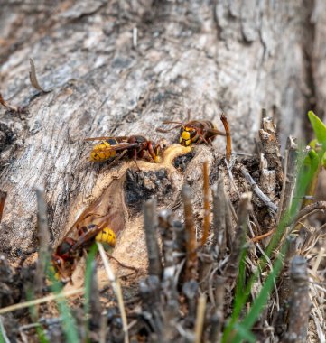 Ağaç gövdesinden su içen Avrupa eşekarısı (Vespa crabro).