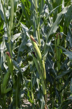 Mısır Tarlası (Zea mays) hasat için hazır. Sonbaharda mısır tarlası.