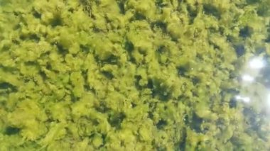 Ördek, güneşli bir günde alglerle suyun yüzeyinde yüzüyor. Doğal ortam.