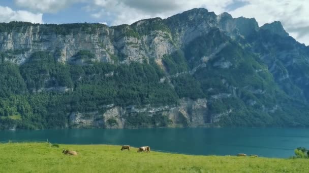 瑞士阿尔卑斯山全景 前面是牧场 后面是湖泊 奶牛在牧场上吃草 瑞士的风景自然与生态之美 — 图库视频影像