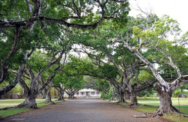 Tropikal bir adada, eve giden yol boyunca uzanan güzel bir patika. Tropik cennet.