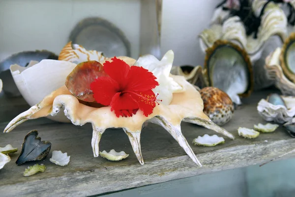 Beautiful sea shell with a tropical flower. — Stock Photo, Image