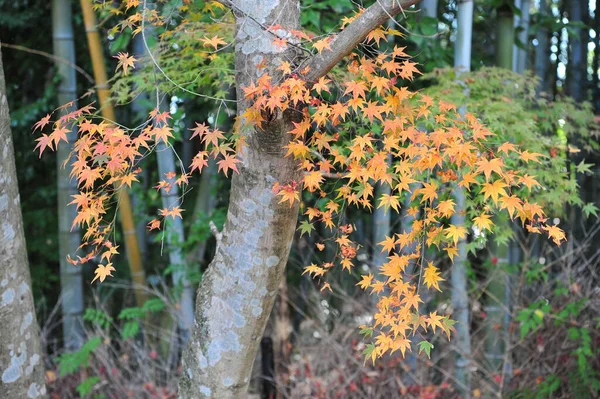 Hermosa rama con hojas de arce amarillo brillante en un parque japonés . —  Fotos de Stock