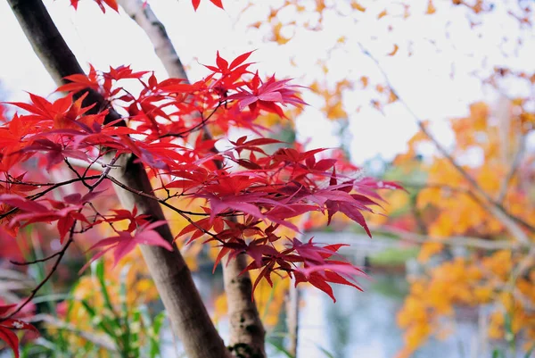 Hermosa rama con hojas de arce rojo brillante en un parque japonés . —  Fotos de Stock