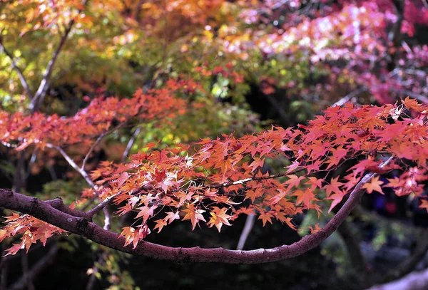 Bello ramo con foglie di acero rosso brillante in un parco giapponese. — Foto Stock