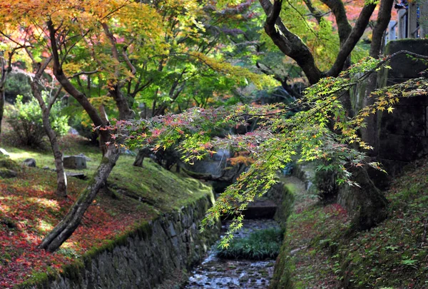 Atemberaubender Blick auf den japanischen Garten im Herbst. Schöne Ahornbäume rund um den Pool mit großen Steinen. — Stockfoto