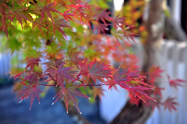 Bello ramo con foglie di acero rosso brillante in un parco giapponese. — Foto Stock