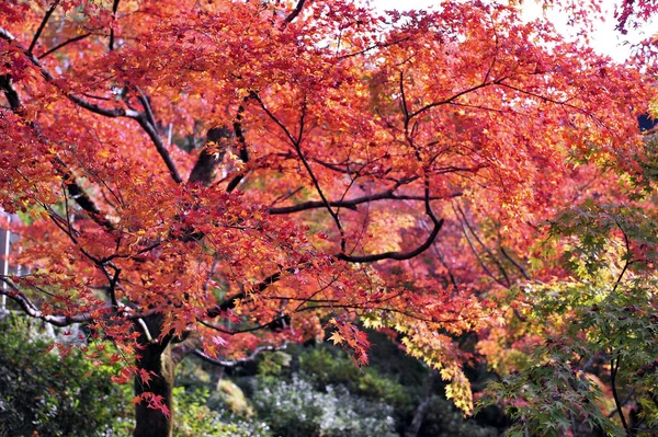 Parktaki ağaçların güzel sonbahar manzarası. Doğanın muhteşem güzelliği ve ahengi. — Stok fotoğraf