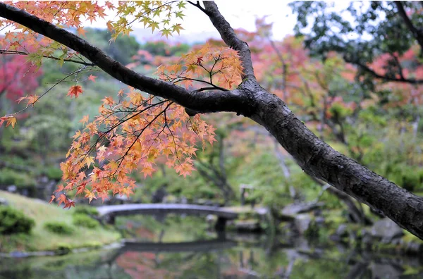 Bellissimo paesaggio autunnale degli alberi nel parco. Bellezza meravigliosa e armonia della natura. — Foto Stock