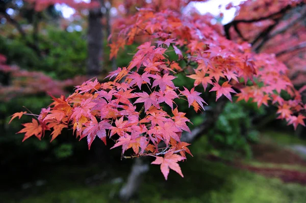 公園内の木々の美しい秋の景色。素晴らしい美しさと自然の調和. — ストック写真