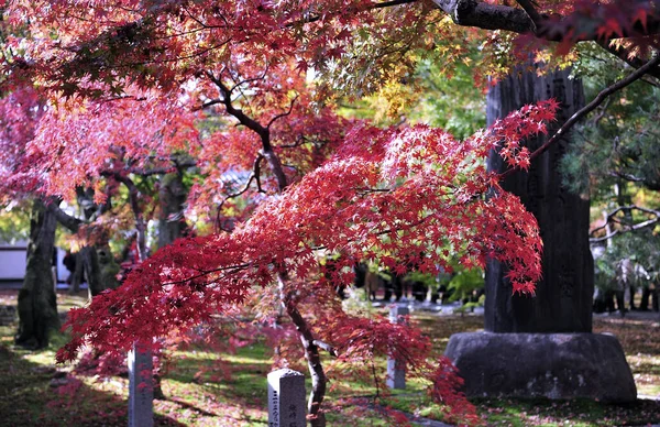 公園内の木々の美しい秋の景色。素晴らしい美しさと自然の調和. — ストック写真