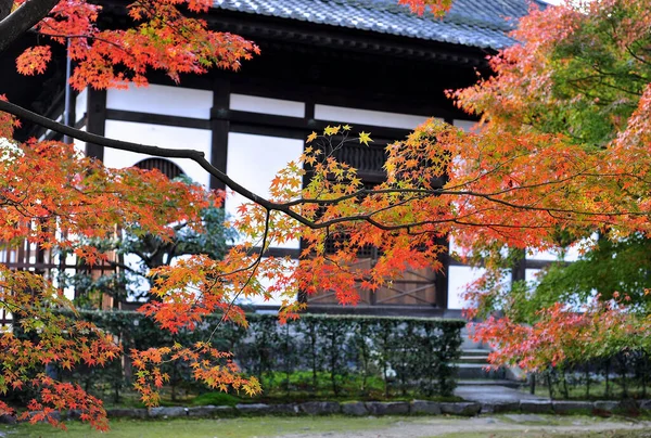 Bei rami di acero con foglie rosse in autunno su una foto di un antico tempio giapponese. — Foto Stock