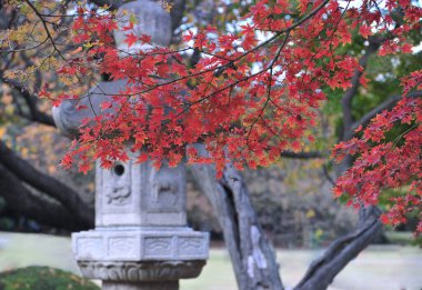 Tokyo 'daki geleneksel Japon halk bahçesinde güzel sedir ağacı ve geleneksel taş fener..