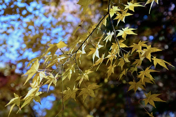 秋には黄色のカエデの葉の束. — ストック写真