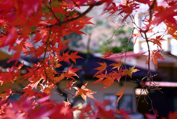 Ein Bündel roter Ahornblätter im Herbst am Baum. — Stockfoto