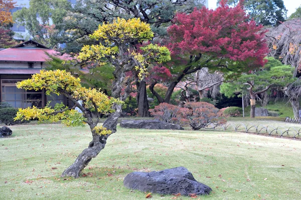 Krásné podzimní stromy v tradiční japonské veřejné zahradě v Tokiu. — Stock fotografie