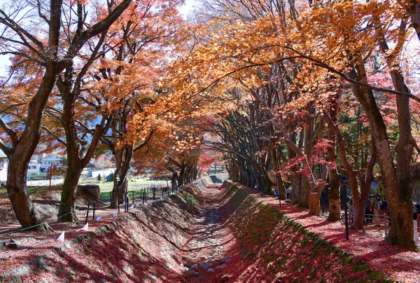 Maravilloso Corredor de Arce en Kawaguchiko durante el pico del otoño. Belleza y armonía de la naturaleza . —  Fotos de Stock