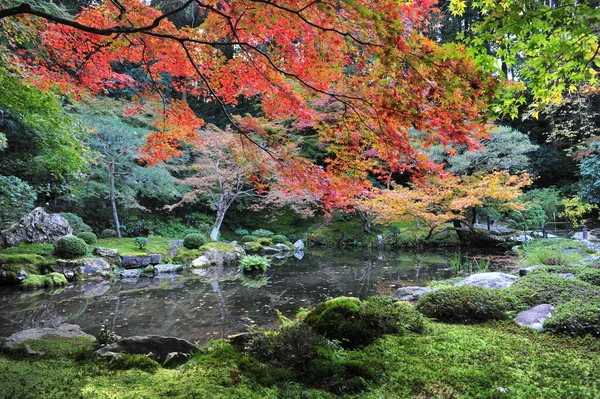 Krásná Parta Červených Javorových Listů Nad Bazénem Tradiční Japonské Zahradě — Stock fotografie