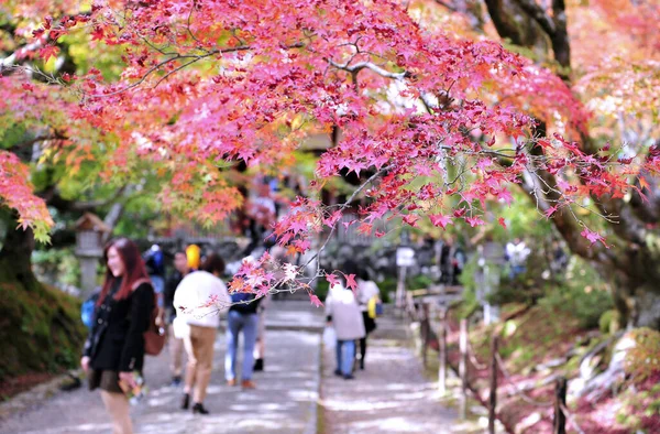 赤いカエデの葉の束赤いカエデの葉の束は 秋の季節に木に残します 自然の調和と美しさ — ストック写真