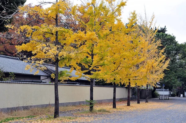 Fila Hermosos Árboles Ginkgo Con Hojas Amarillas Otoño Foto Alta —  Fotos de Stock