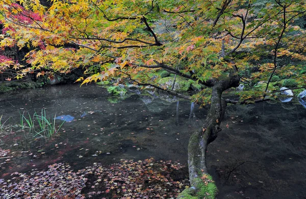 日本庭園のプールの上に黄色の葉を持つ美しいカエデの木 秋の背景 高品質の写真 — ストック写真