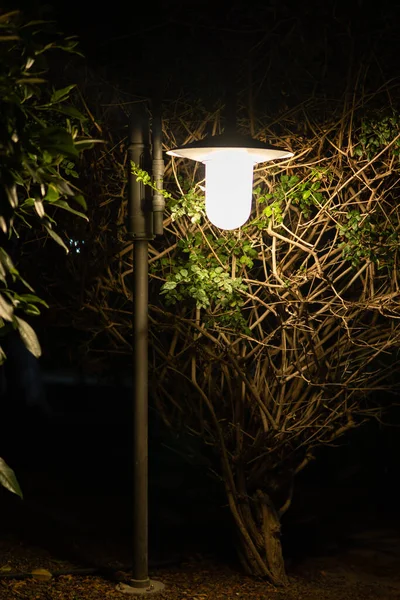 Záhadná Lampa Mezi Keři — Stock fotografie