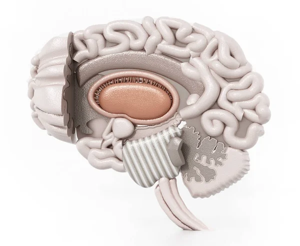 Слоистые Анатомические Иллюстрации Человеческого Мозга Иллюстрация — стоковое фото