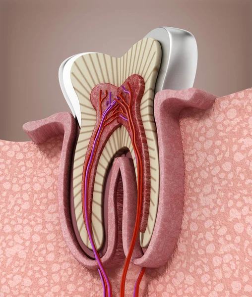 Estrutura Dente Humano Ilustração — Fotografia de Stock