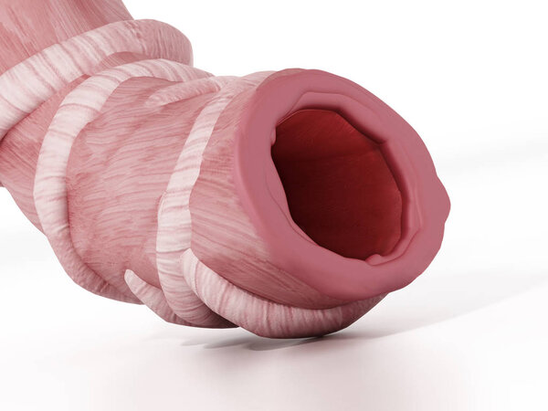 Healthy bronchial tube with airway unobstructed. 3D illustration.