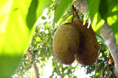 nefesi ağaç üzerinde