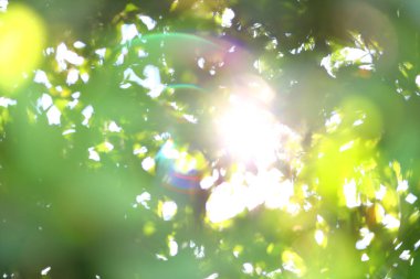 Güneş ışık yaz yeşil bokeh ile sabah bulanıklık