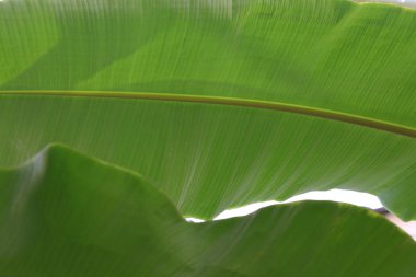 ağacın muz yaprağı