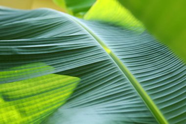 muz yaprak yeşil doku