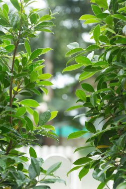 yağmur damlası yaprak yeşil doğası üzerine