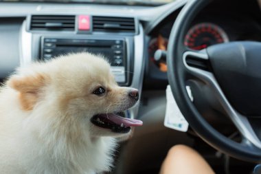 Arabada pomeranian köpek yavrusu