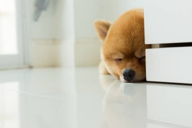 pomeranian köpek yavrusu köpek sevimli evcil hayvan uyku