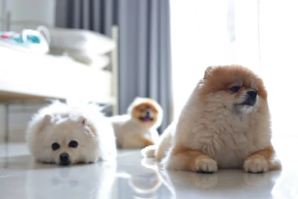 Grupp av pomeranian hund söta husdjur familj glad i hem — Stockfoto