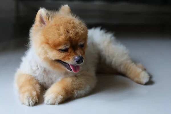 Pequeno cão pomeranian bonito animais de estimação sorriso que coloca em casa — Fotografia de Stock