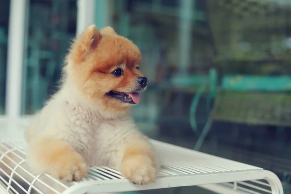 Söt pomeranian hund leende, glada husdjur handpåläggning stol — Stockfoto