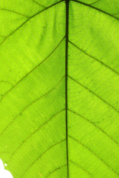 Grön cell struktur konsistens av naturen löv bakgrund — Stockfoto