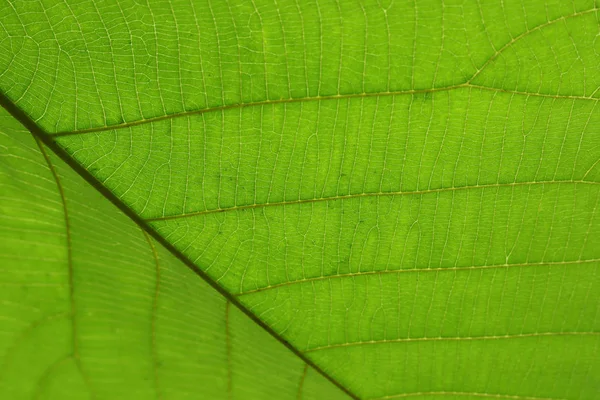 Estrutura da célula verde textura da natureza folha de fundo — Fotografia de Stock