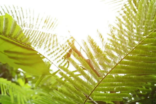 Abstrakta gröna blad i naturen, solljuset genom blad på träd — Stockfoto