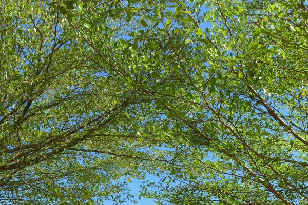 Zielony liść branchs dużego drzewa w przyrodzie — Zdjęcie stockowe